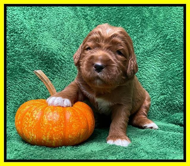 Kenzie Flynn pups 2 wks old 261