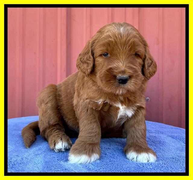 Kenzie Flynn pups 4 wks old 32!