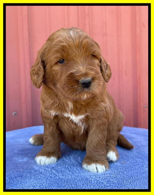Kenzie Flynn pups 4 wks old 33!