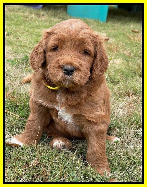 Kenzie Flynn pups 5 wks old 291