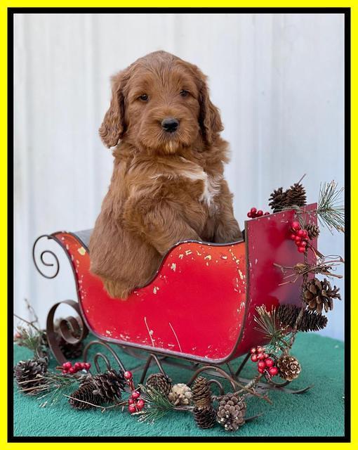 Kenzie Flynn pups 6 wks old 351