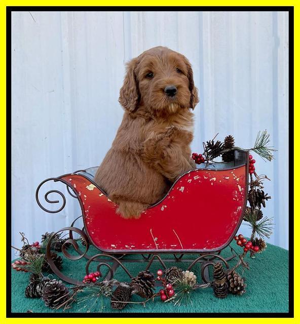 Kenzie Flynn pups 6 wks old 361