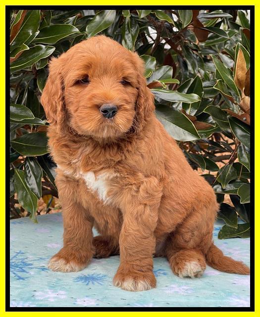 Kenzie Flynn pups 7 wks old 331