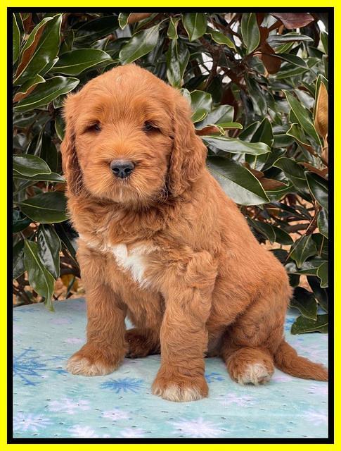 Kenzie Flynn pups 7 wks old 341