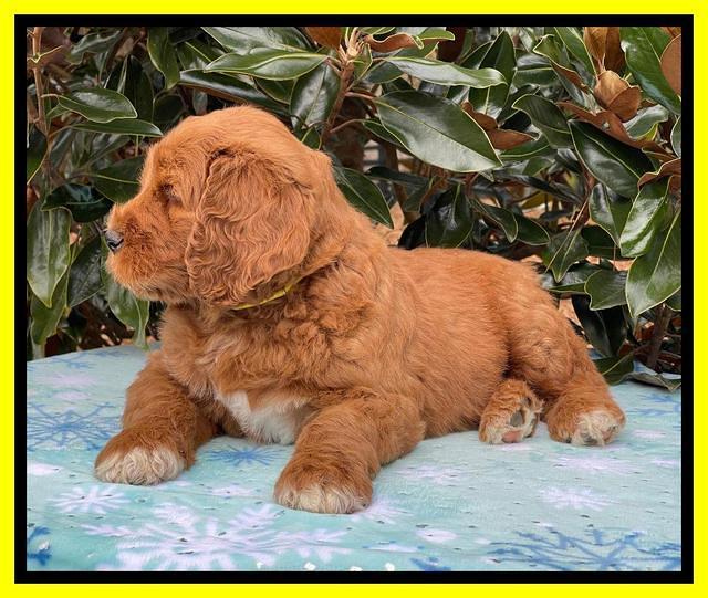 Kenzie Flynn pups 7 wks old 371