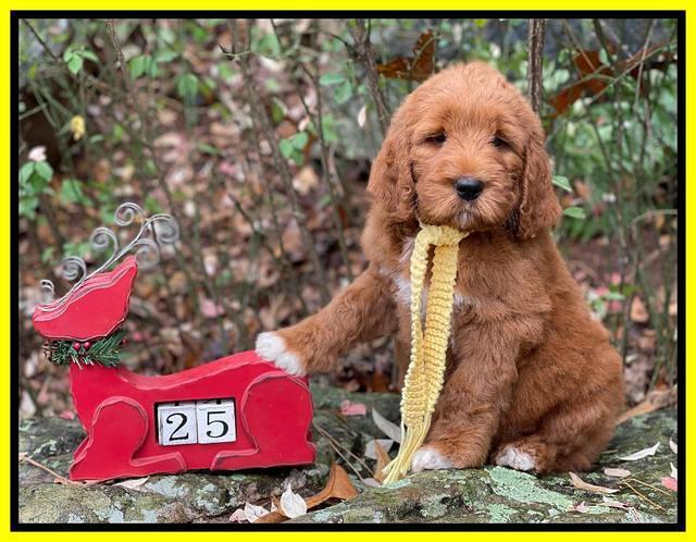 Kenzie Flynn pups 8 wks old 151