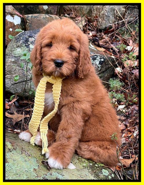 Kenzie Flynn pups 8 wks old 161