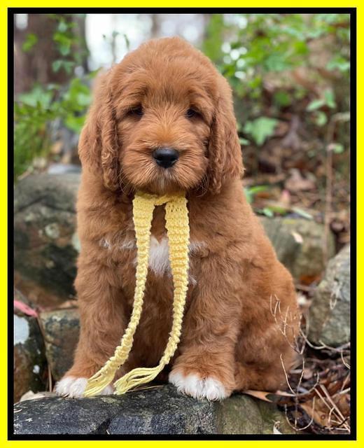 Kenzie Flynn pups 8 wks old 191