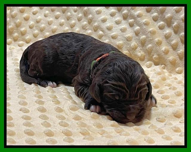 Kenzie Flynn pups 1 week old 211