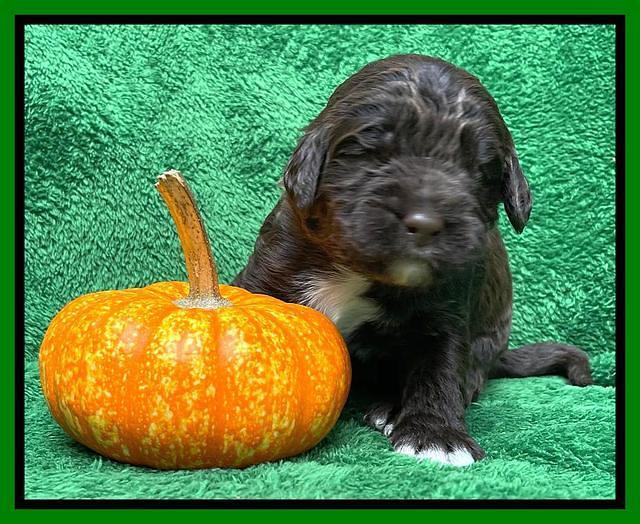 Kenzie Flynn pups 2 wks old 301