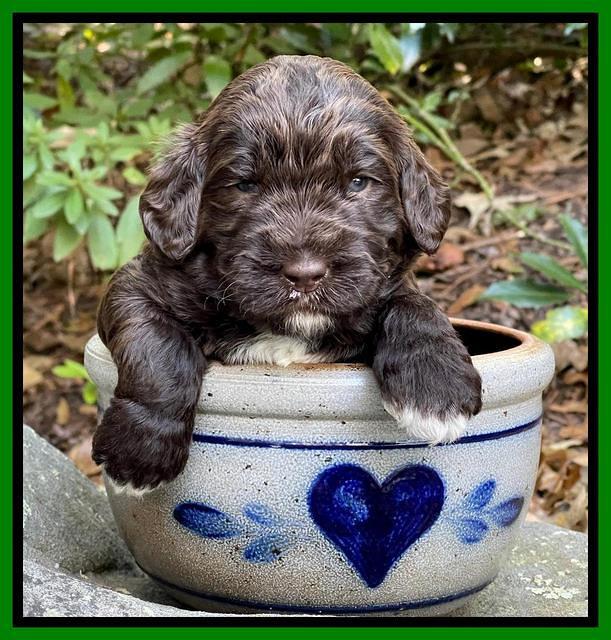 Kenzie Flynn pups 3 wks old 341