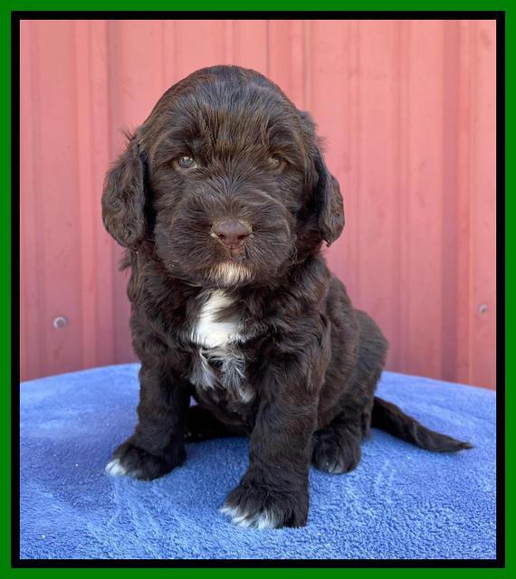 Kenzie Flynn pups 4 wks old 40!