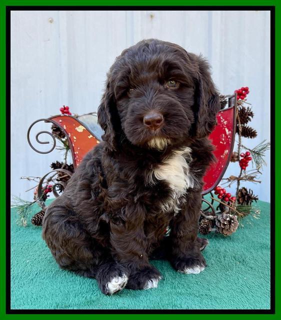 Kenzie Flynn pups 6 wks old 371