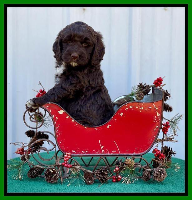Kenzie Flynn pups 6 wks old 411