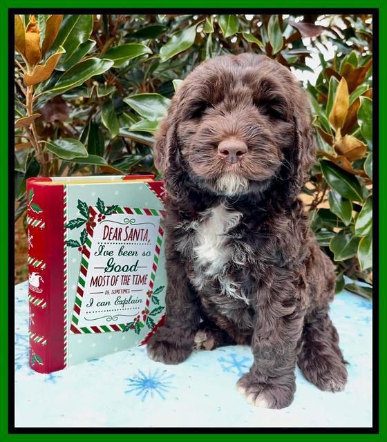 Kenzie Flynn pups 7 wks old 381