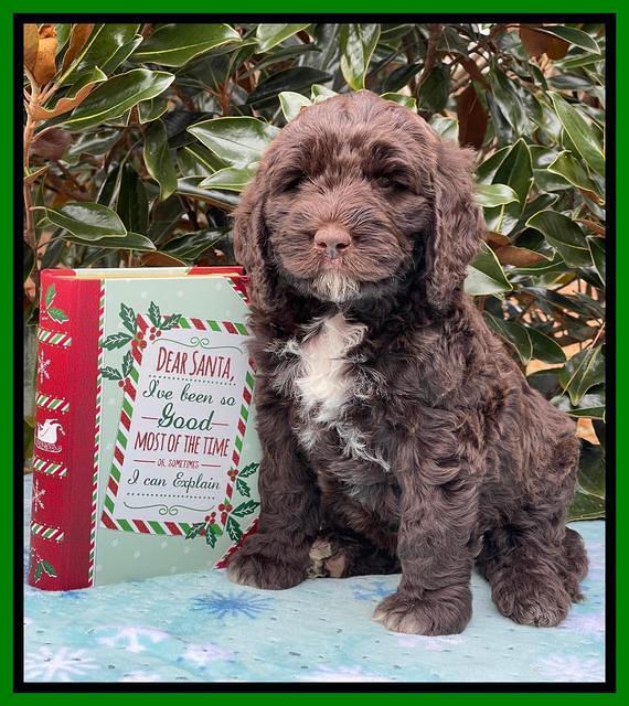 Kenzie Flynn pups 7 wks old 391