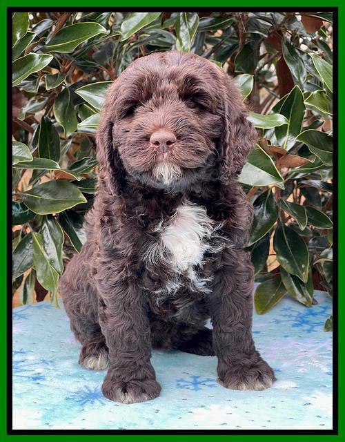 Kenzie Flynn pups 7 wks old 401