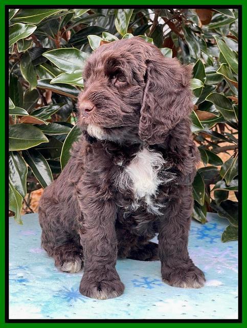 Kenzie Flynn pups 7 wks old 411