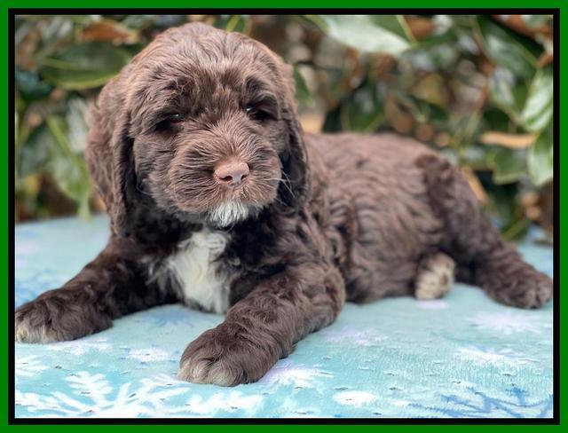 Kenzie Flynn pups 7 wks old 431