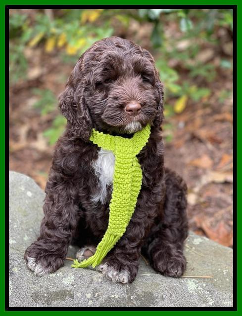 Kenzie Flynn pups 8 wks old 2100