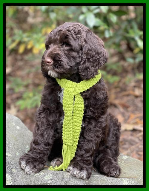 Kenzie Flynn pups 8 wks old 3100