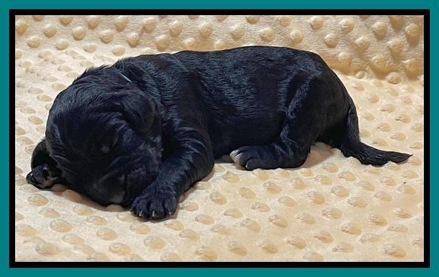 Kenzie Flynn pups 1 week old 241