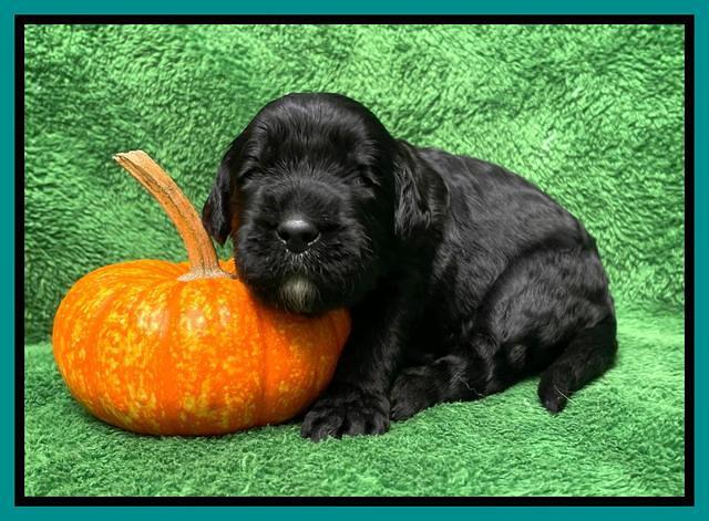 Kenzie Flynn pups 2 wks old 331