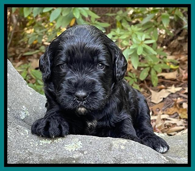 Kenzie Flynn pups 3 wks old 351