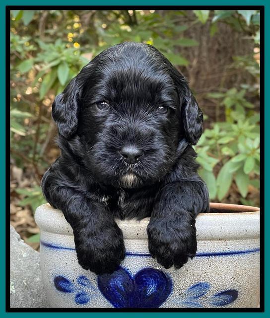 Kenzie Flynn pups 3 wks old 361