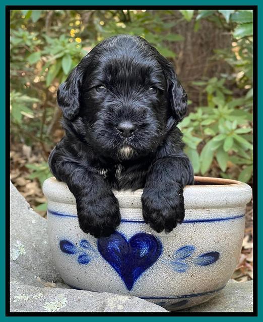 Kenzie Flynn pups 3 wks old 371