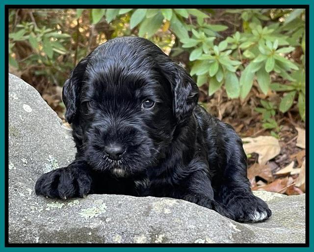 Kenzie Flynn pups 3 wks old 381