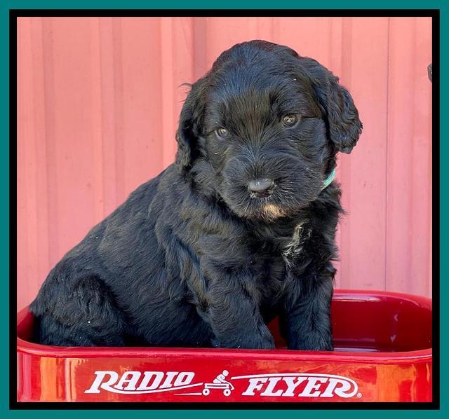 Kenzie Flynn pups 4 wks old 42!
