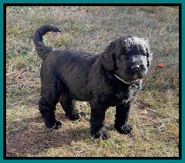 Kenzie Flynn pups 5 wks old 371