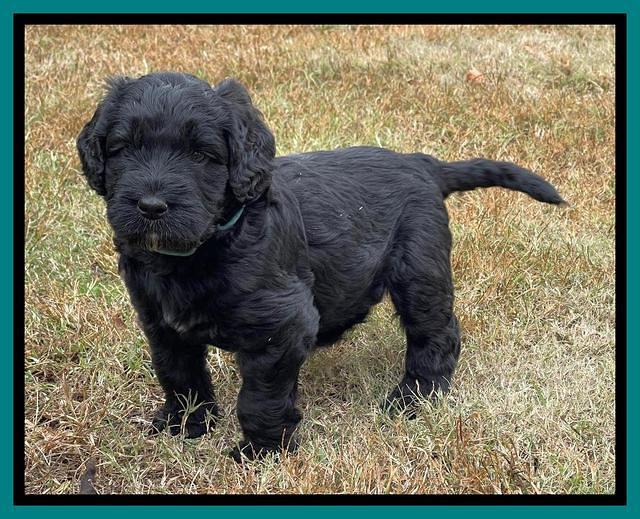 Kenzie Flynn pups 5 wks old 381