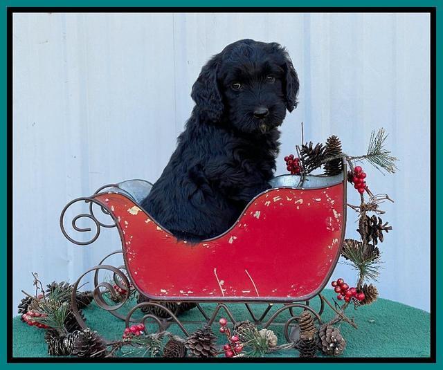 Kenzie Flynn pups 6 wks old 431
