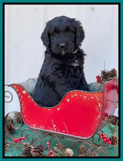 Kenzie Flynn pups 6 wks old 451