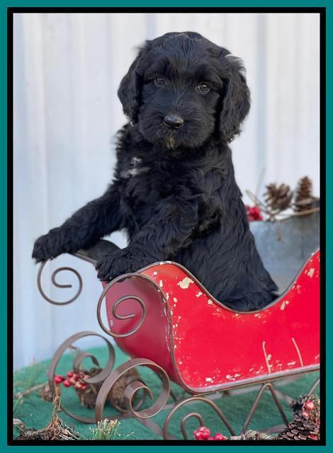 Kenzie Flynn pups 6 wks old 481