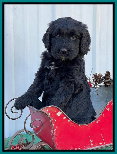 Kenzie Flynn pups 6 wks old 491
