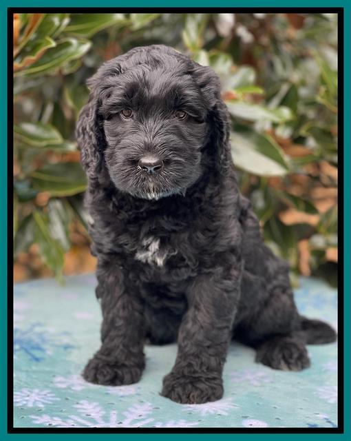 Kenzie Flynn pups 7 wks old 441