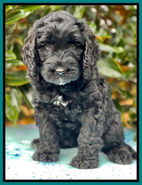 Kenzie Flynn pups 7 wks old 481
