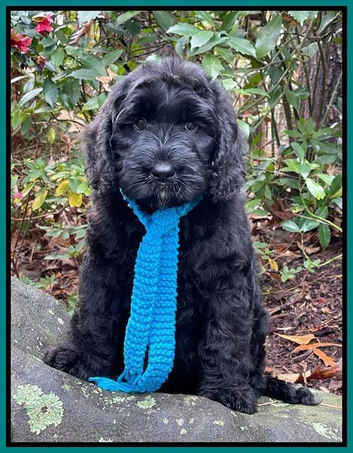 Kenzie Flynn pups 8 wks old 271