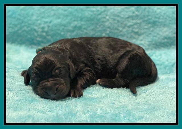Kenzie Newborn pics 131