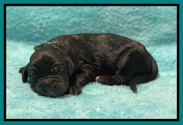 Kenzie Newborn pics 141