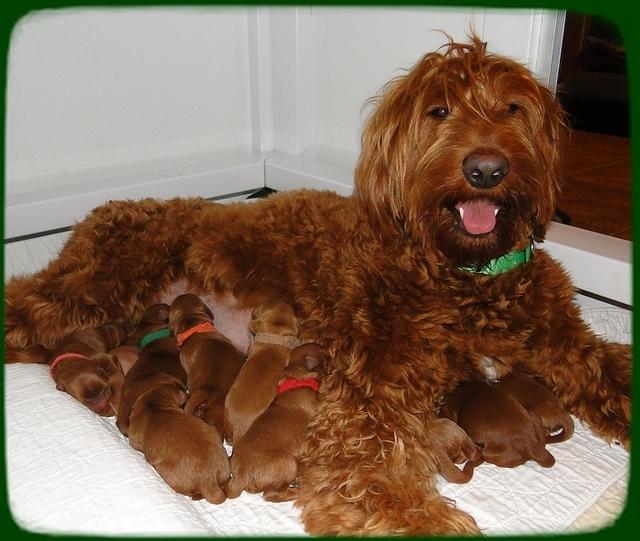 KT litter 2 days old