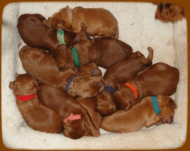KT pups 1 wk old group 2