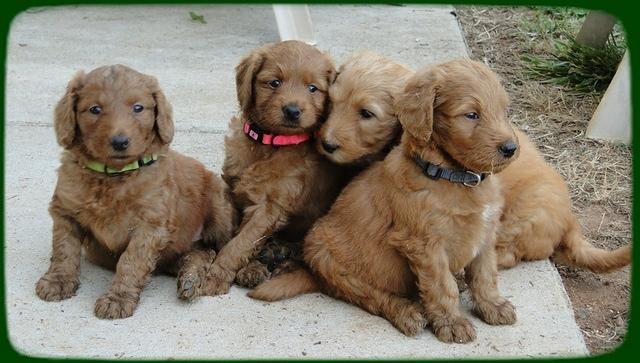 KT pups 5.5 wks old 26