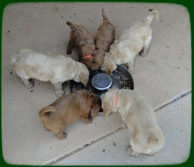 KT pups 5.5 wks old 34