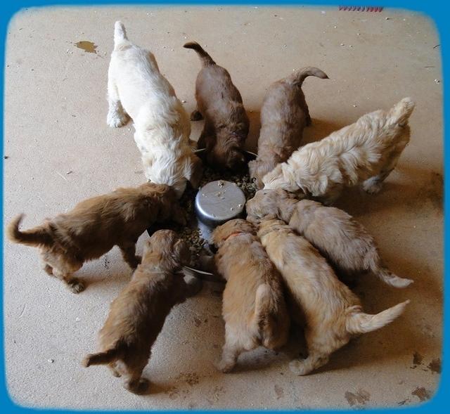 KT pups eating with KJ pups 5-6 wks old 2