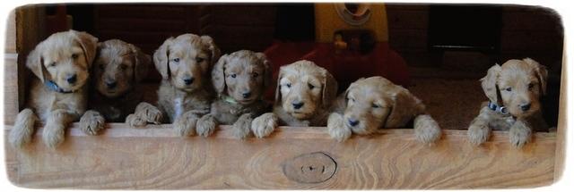 KT pups in a row 5 wks old 6