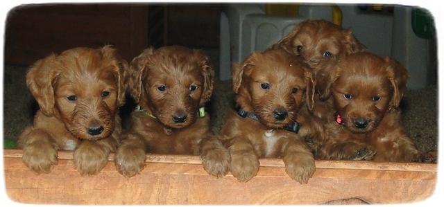 Kozies 5 wk pups in a row 1